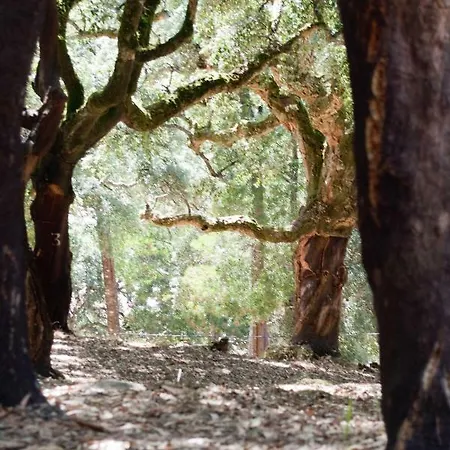 Quinta Algarve Relvinhas Gospodarstwo wiejskie